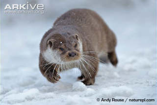Illustration for article titled Monday Mustelid - Lutra lutra Edition